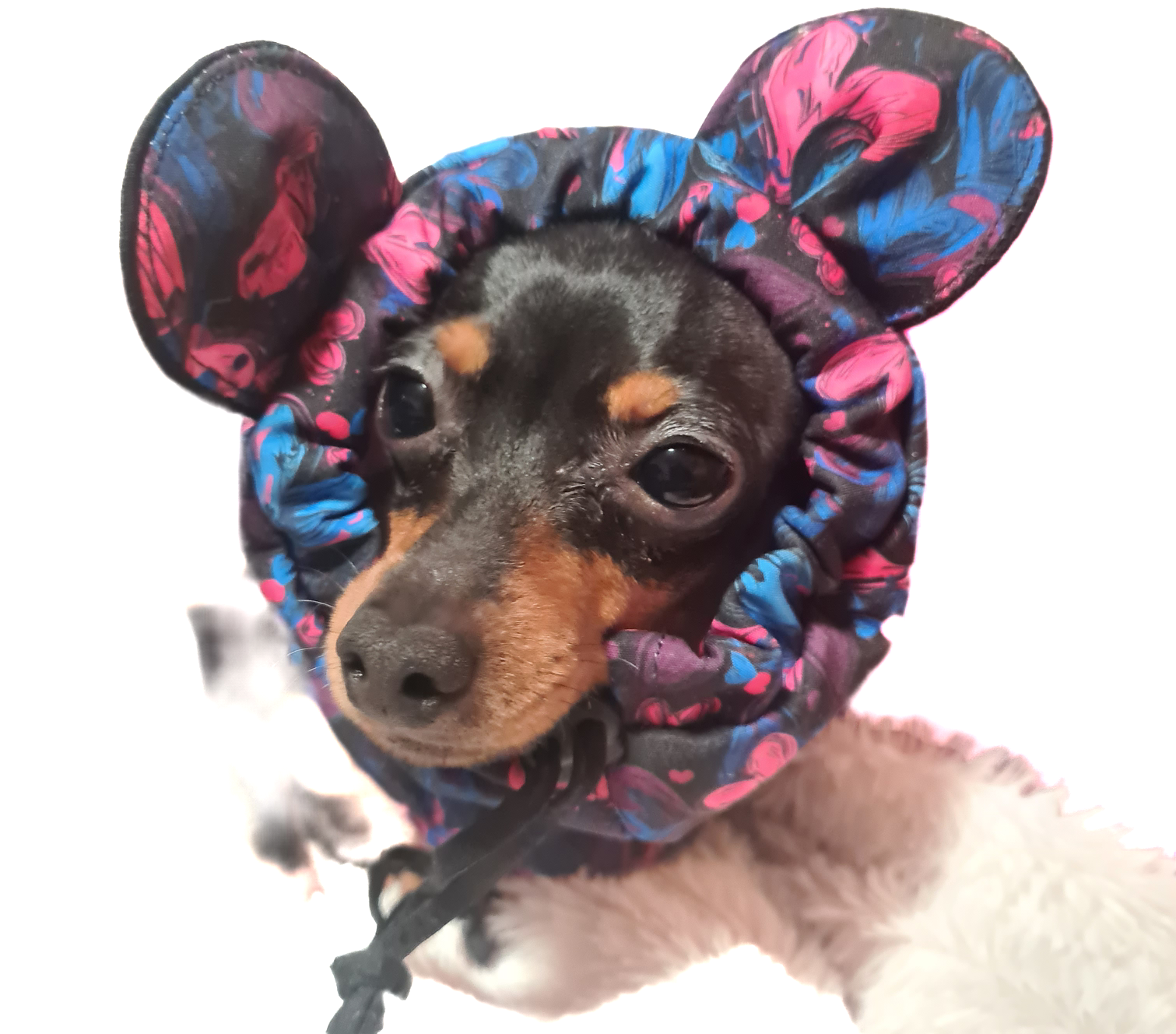 snood so softshellu, vzor srdiečka, foto na psovi